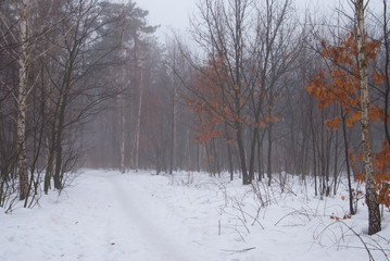 Winter forest and fog. Beautiful winter landscape with fog. Trees in the fog. Winter fog in the forest.