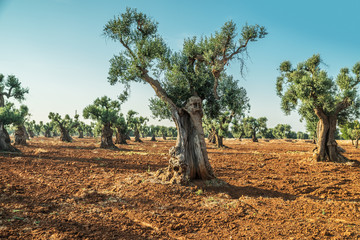 Mediterranean olive plantation and an old olive tree in the foreground.