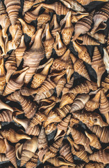 Rapana for background