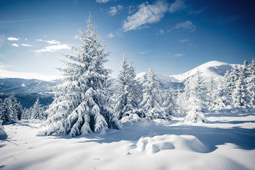 Fototapeta na wymiar Scenic image of frozen fir trees. Location Carpathian mountains, Ukraine, Europe.