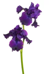 Foto op Aluminium iris bloem geïsoleerd © _Vilor