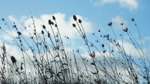 Gr&auml;ser im Wind