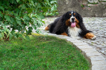 A dog of breed Bern Sennenhund protect the territory of the house.
