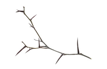 Acacia tree branch with thorns isolated on white background
