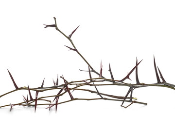 Acacia tree branch with thorns isolated on white background - obrazy, fototapety, plakaty