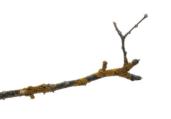 Dry branch with yellow lichen isolated on white background, clipping path
