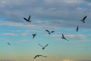 Seagulls flying in the sky