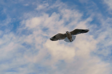 Snow white seagull flying in the sky