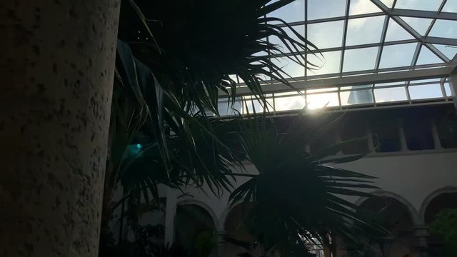 Sun is shining through glass roof on palm trees in atrium