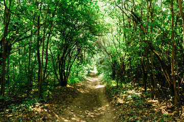 green trees in the forest in the sunlight