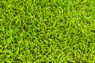 background of green grass