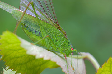 big green locust, tettigonia viridissima, eats a green leaf of a plant
