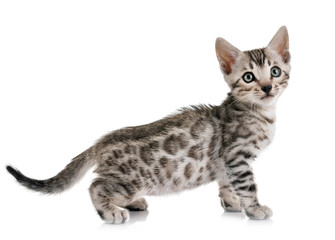 bengal kitten in studio