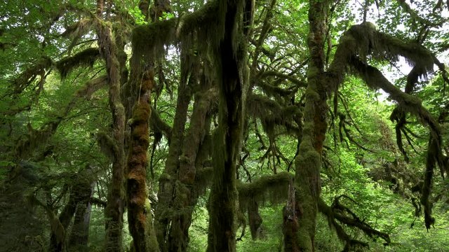 tilt down shot of bigleaf maple trees on hall of mosses trail at hoh rain forest in the olympic national park of the us pacific northwest