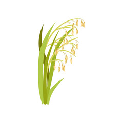 Ears of oats. Green cereal plant. Organic agricultural crop. Farming theme. Flat vector design