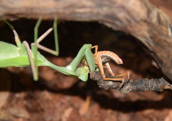 Indische Gottesanbeterin in einem Terrarium fängt und frißt eine Wanderheuschrecke