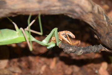 Indische Gottesanbeterin in einem Terrarium fängt und frißt eine Wanderheuschrecke