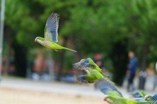 The flock of green parrots (Monk Parakeets) at the Barcelona street