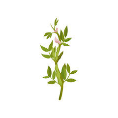 Bush of flowering lentils with green pods and leaves. Agricultural crop. Leguminous plant. Flat vector icon