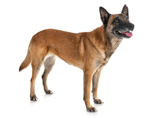 malinois in studio