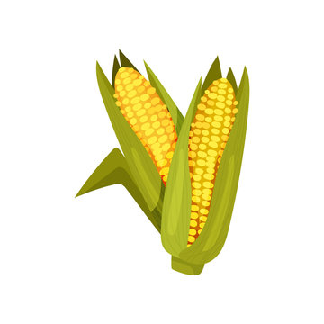 Two ripe corn heads in green leaves. Agricultural crop. Cereal plant. Farming harvest. Flat vector design