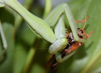 Indische Gottesanbeterin in einem Terrarium fängt und frißt eine Wanderheuschrecke