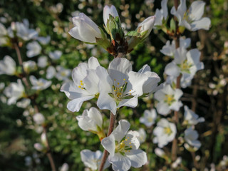 Close-up of white cherry flowers Nanking cherry or Prunus Tomentosa against the background of a dark early spring garden. Selective focus.
