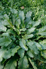 Common Sorrel on a Meadow, Nature, Plants. 