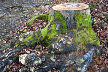 mossy tree stump deep rooted