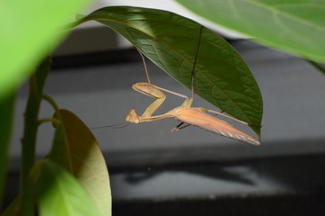Indische Gottesanbeterin in einem Terrarium
