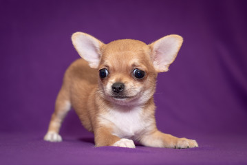 Obraz premium Chihuahua small puppy on a purple background.