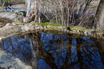 the pond in the old garden