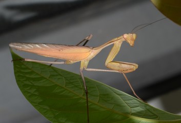 Indische Gottesanbeterin in einem Terrarium