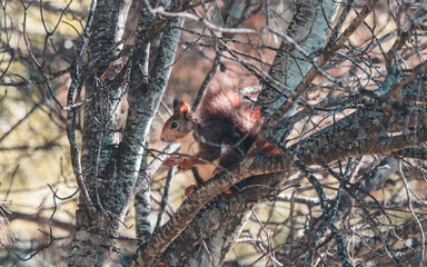 Squirrel eating on top of a tree