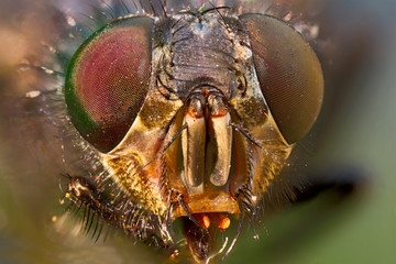 extreme macro of a fly's head