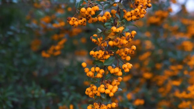 Crataegus commonly called hawthorn, thornapple, May-tree, whitethorn, or hawberry, is a large genus of shrubs and trees in the family Rosaceae, native tof the Northern Hemisphere in Europe. Yellow haw