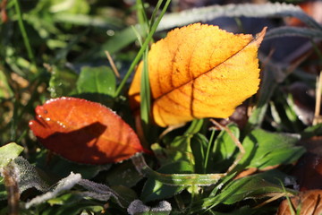grass and fallen leaves in the frost on a sunny morning