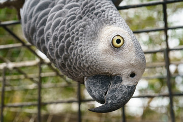 Portrait of the african grey parrot
