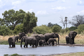 Fototapeta na wymiar Elephant group taking bath and drinking at a waterhole in Moremi Game Reserve, Botswana