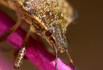Extreme macro of head of bug