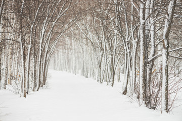 Snowy tunnel among tree branches in parkland close up. Snowy white background with alley in grove. Path among winter trees with hoarfrost during snowfall. Fall of snow. Atmospheric winter landscape.