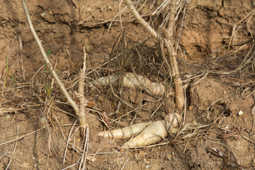Manioc plants are growing in the field.