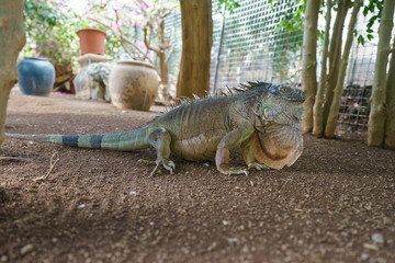 Walking cute chameleon