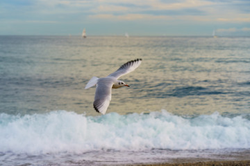 Seagull flying in the sky
