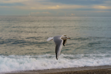 Fototapeta na wymiar Seagull flying over the sea