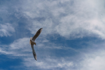 Seagull flying in the sky