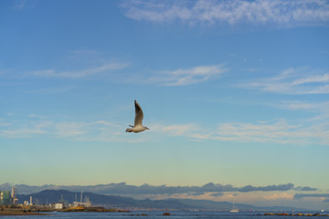 Seagull flying in the sky