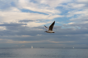Fototapeta na wymiar Seagull flying in the sky