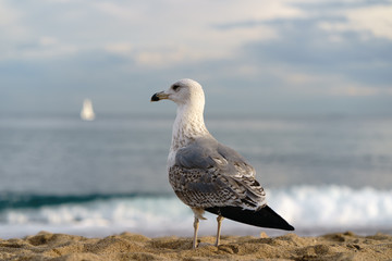 Seagull standing at the  beach