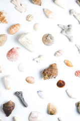 Seashells on white background
